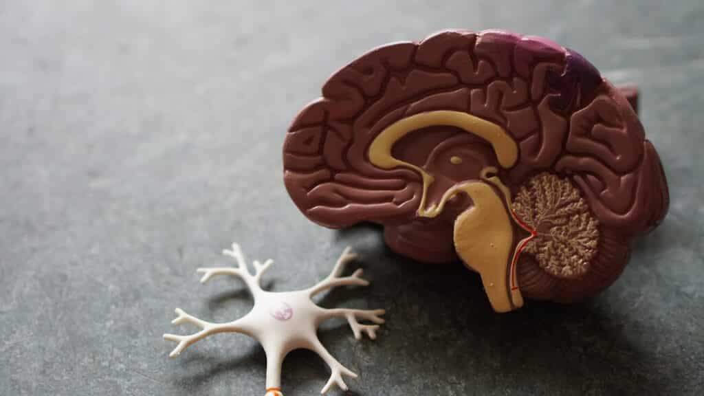 an image of a brain representing how alcohol affects sleep