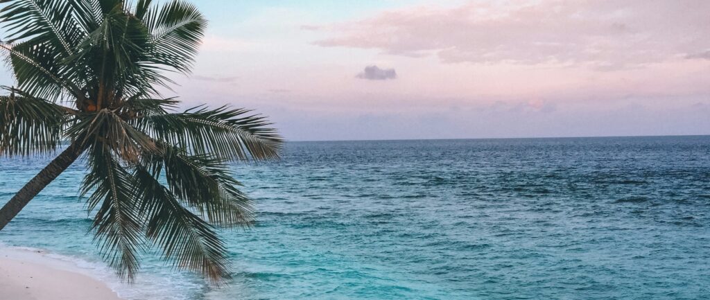 Palm tree on beach at sunset representing Renaissance Recovery's Lake worth rehab